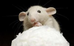 0a14916f8696d7ba6eb61d7e073ce6a2