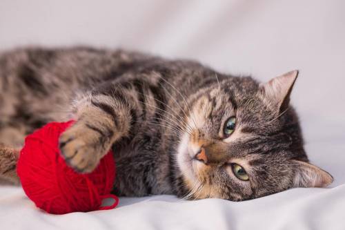 E4329208331818cea0d8f484af2c259a