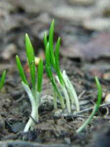 6cb33723ad7a5759dac0db86a17208f6