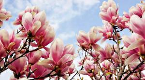 A669a17f26262c037f365b49d0693b91