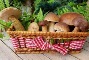 44ec3992c2d2e80d453ad459dfa787c1