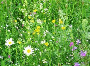 A9228582cd1b55c6a37b53bb30ccac23