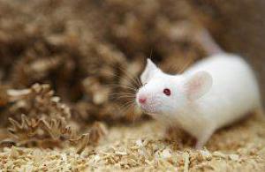 B973db4bdfd21c7f9b843a61f88e0193