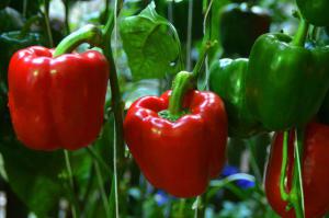 Dda98e669b6798618f06fffdd96be264