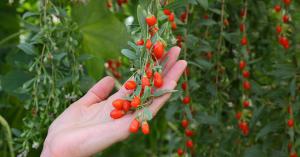 B1e17de3d2d2604accf4a053a8b548d1