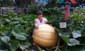 6f291901dde26245fbb7dac70fba8fa5