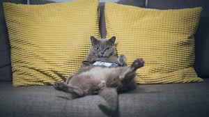 Ac76ff9f661c6e787e904ad5b7eab72d