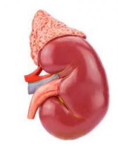 D2645e430fb1342fa7a612bd3c15a5b4