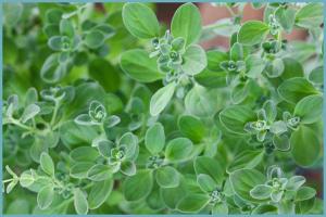 306ba2ec4a3da2b3368c22471ad62c90