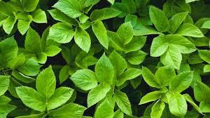 4268a832f96b3cc717e6431d6ce62aff