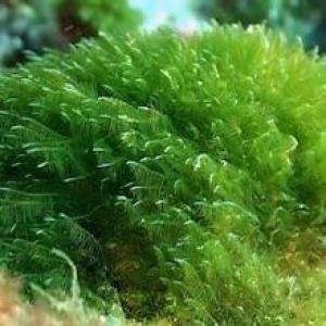 586a12bf397a077c15baa601e0becc45