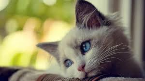 3e90b59c275bda50bb78f18bfa13a520