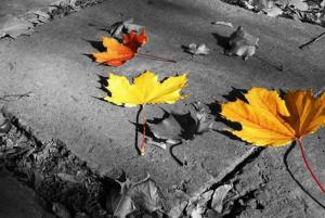 Cfc0d9ff993086c98a155f2025bbc1bd