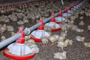 935f5357b068966b0fb76a55a79e6839